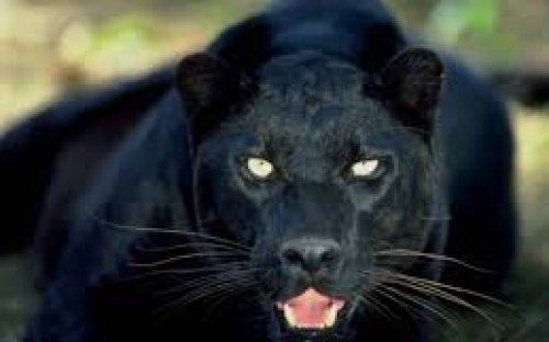 photo of a black panther