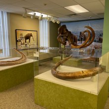 Part of the Mammoth display at the Cattaraugus County Museum