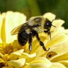 Bee on a flower in Cattaraugus County