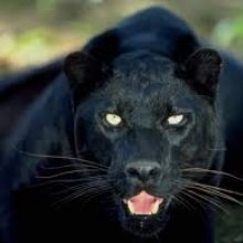 photo of a black panther