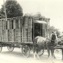 Peak production -200,000 boxes per year