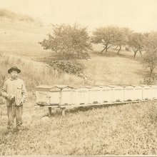Charles Senear and his bees 