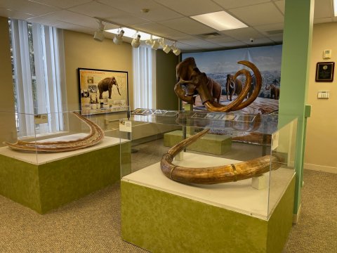 Part of the Mammoth display at the Cattaraugus County Museum