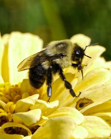 Bee on a flower in Cattaraugus County